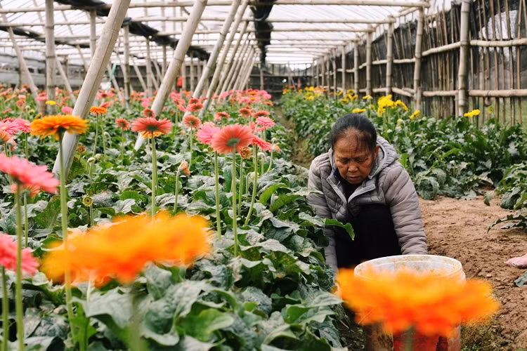Nếu là dịp Tết, một bó hoa đồng tiền sẽ được nông dân tại đây bán với giá khoảng 200 nghìn đồng/bó/20 bông.