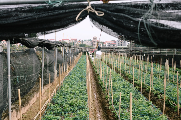 Đèn lắp nhiều nhất là hoa cúc và ly. Cứ mỗi luống hoa, người dân lắp bằng 5-6 chiếc đèn điện. Người dân cũng bỏ thêm một khoản chi phí để làm nhà bạt, chống lạnh cho hoa.