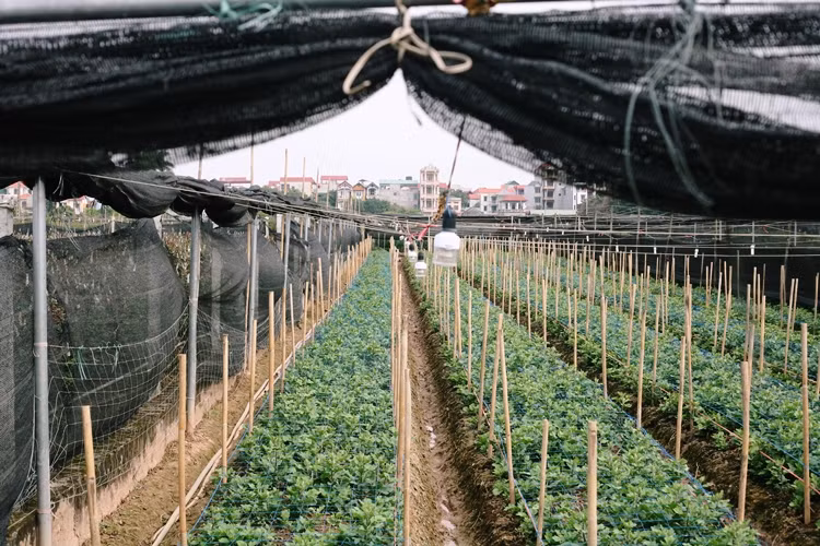 Đèn lắp nhiều nhất là hoa cúc và ly. Cứ mỗi luống hoa, người dân lắp bằng 5-6 chiếc đèn điện. Người dân cũng bỏ thêm một khoản chi phí để làm nhà bạt, chống lạnh cho hoa.