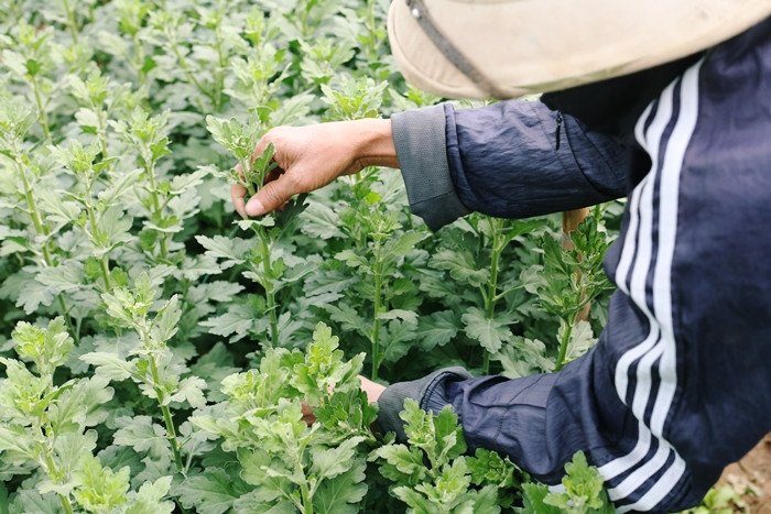 Từng bông hoa được người dân chăm sóc cẩn thận, để hoa phát triển tươi tốt.