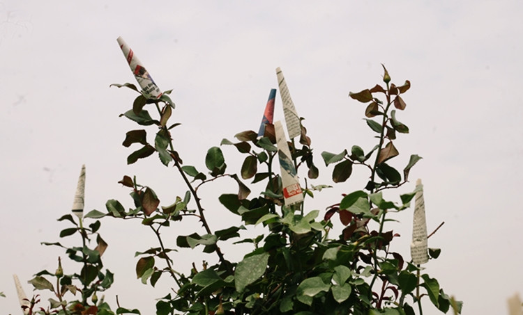 Tại một số vườn khác, nông dân chụp giấy báo vào nụ để tránh bị sương lạnh gây rụng cánh hoa và tránh việc hoa nở sớm.