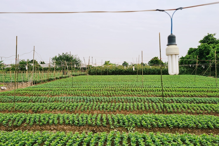 Tuy nhiên, do thời tiết ở Hà Nội lúc này nhiệt độ đang giảm mạnh nên người dân phải lắp đèn trên từng luống hoa vừa để giữ ấm, vừa kích thích cho hoa phát triển về đêm.