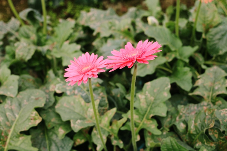 Những bông hoa đồng tiền nở đua nhau khoe sắc.