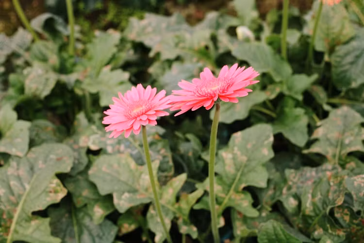 Những bông hoa đồng tiền nở đua nhau khoe sắc.