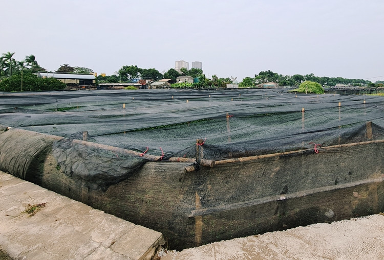 Người trồng cho biết, hiện nay đã có thương lái tìm về thăm dò giá cả và đặt mua cả vườn ly cho dịp Tết Nguyên đán 2021. Tuy nhiên, nhiều chủ vựa hoa chưa dám quyết vì thời tiết không ủng hộ, nhiệt độ đang xuống thấp sợ hoa không nở đúng thời điểm. Ngoài nỗi lo thời tiết, nông dân còn lo lắng đầu ra do tác động của dịch COVID-19 sẽ khiến vụ Tết thất thu.