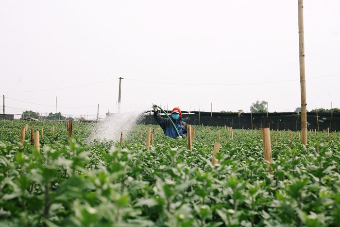 Người dân trồng hoa cho biết, vụ hoa Tết rất quan trọng, bởi lãi hay lỗ của một năm đều quyết định ở vụ này. Nếu hoa nở đúng dịp Tết sẽ đắt hàng, được giá hơn.