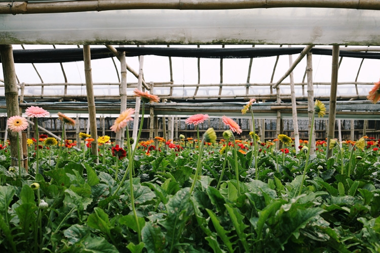 Với những vườn hoa đồng tiền, người trồng dễ thở hơn vì hoa nở và cắt bán liên tục.