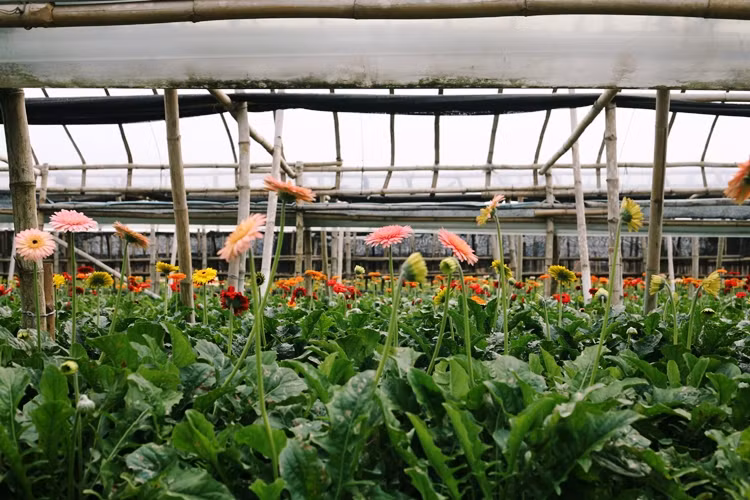 Với những vườn hoa đồng tiền, người trồng dễ thở hơn vì hoa nở và cắt bán liên tục.