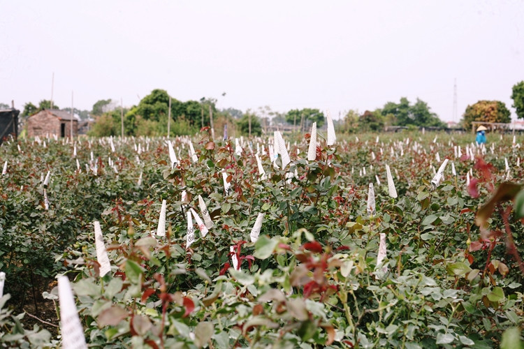 Không phải gia đình nào ở làng hoa Tây Tựu cũng đủ nhân lực và chi phí để đầu tư trồng ly, vì vậy, một số nhà đã tập trung vào chăm sóc hoa hồng, hoa đồng tiền hoặc cho thuê bớt đất ruộng.