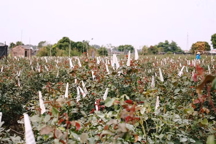 Không phải gia đình nào ở làng hoa Tây Tựu cũng đủ nhân lực và chi phí để đầu tư trồng ly, vì vậy, một số nhà đã tập trung vào chăm sóc hoa hồng, hoa đồng tiền hoặc cho thuê bớt đất ruộng.