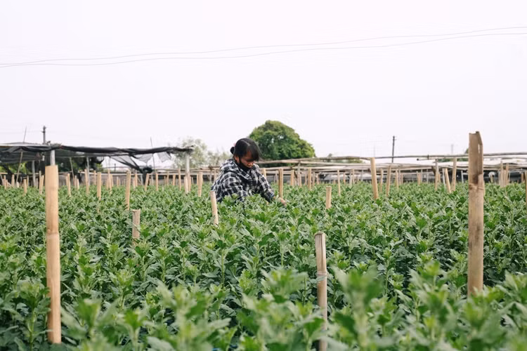 Thoi tiet lanh sau, nguoi dan lang hoa Tay Tuu lo that thu mua Tet