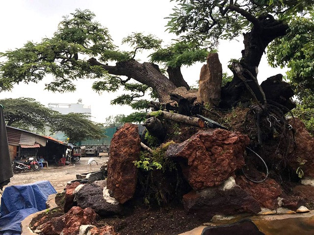 Can canh cay me tram tuoi the “quai” duoc tra gia tien ty-Hinh-2