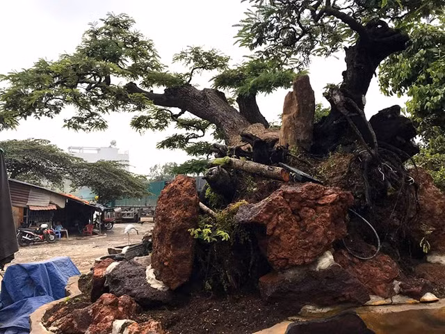 Can canh cay me tram tuoi the “quai” duoc tra gia tien ty-Hinh-2