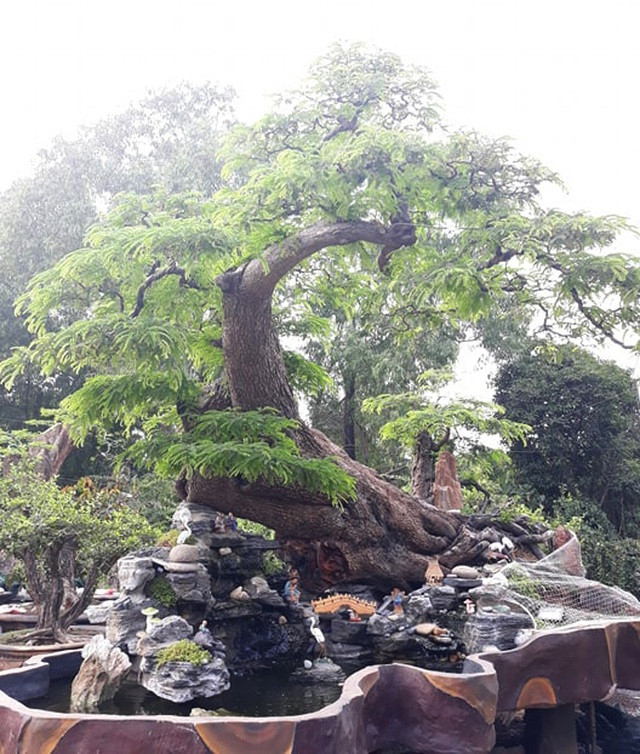 Can canh cay me tram tuoi the “quai” duoc tra gia tien ty