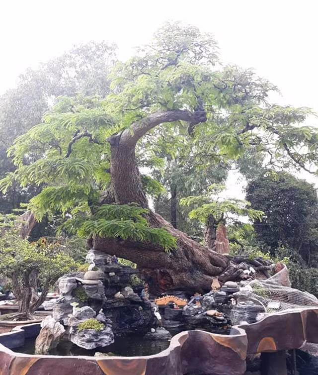 Can canh cay me tram tuoi the “quai” duoc tra gia tien ty