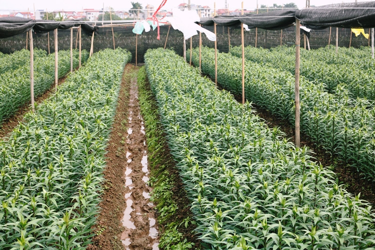 Hoa ly là loài hoa được người dân Tây Tựu đầu tư trồng nhiều dịp Tết Nguyên đán.