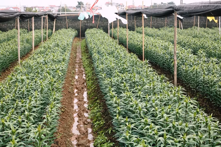 Hoa ly là loài hoa được người dân Tây Tựu đầu tư trồng nhiều dịp Tết Nguyên đán.