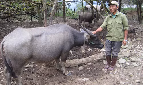 “Di nhan” Chieng Bom nhin doi de gay co do tren nui