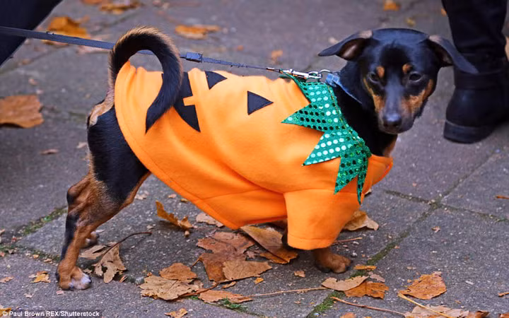 Chú chó này hẳn đang nghĩ cần ăn nhiều hơn để phù hợp với bộ hóa trang hình quả bí ngô béo tròn.