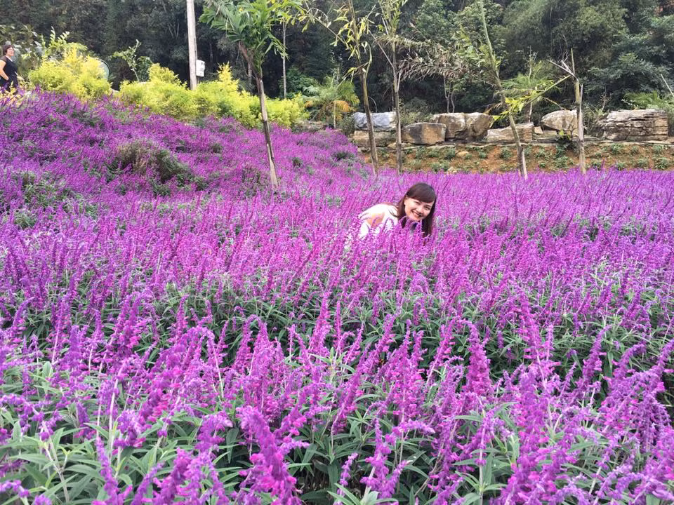 Bạn sẽ dễ dàng có được bức ảnh như đang chu du ở bên quê hương hoa oải hương Pháp khi đến vườn hoa oải hương ở thung lũng Bắc Hà. Ảnh: Ninh Thị Thùy Dương