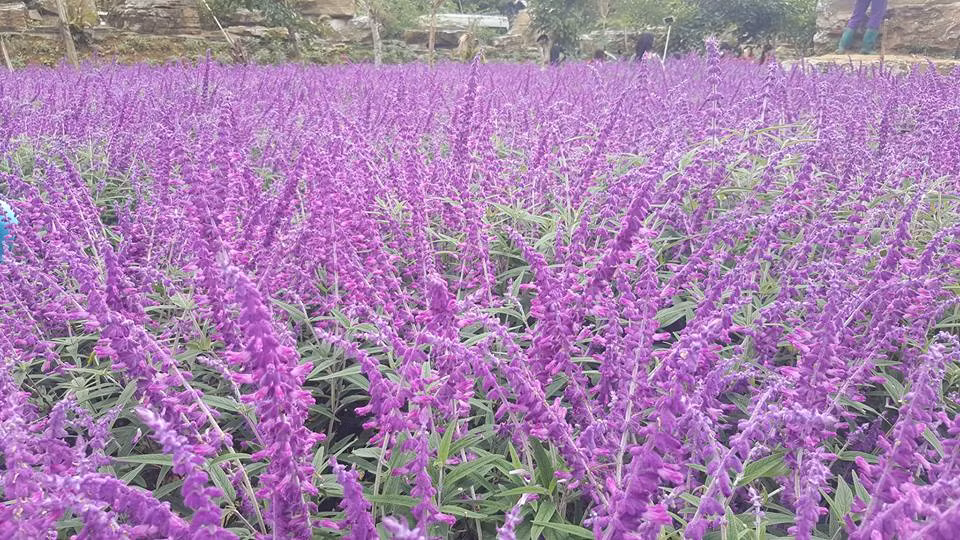 Thung lũng Thải Giàng Phố là xã thuộc huyện vùng cao Bắc Hà, Lào Cai. Thời gian gần đây địa điểm này thu hút rất đông khách du lịch từ khắp mọi nơi nhờ cánh đồng hoa oải hương bạt ngàn, trải dài khắp các sườn đồi.