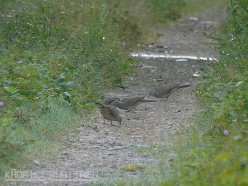 Du khách có thể dễ dàng bắt gặp những bầy cu gáy với số lượng lên đến hàng trăm cá thể tại vườn quốc gia Cát Tiên.
