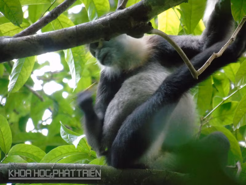 Chà vá chân đen kiếm ăn trên các tán rừng cao từ 20-30m.