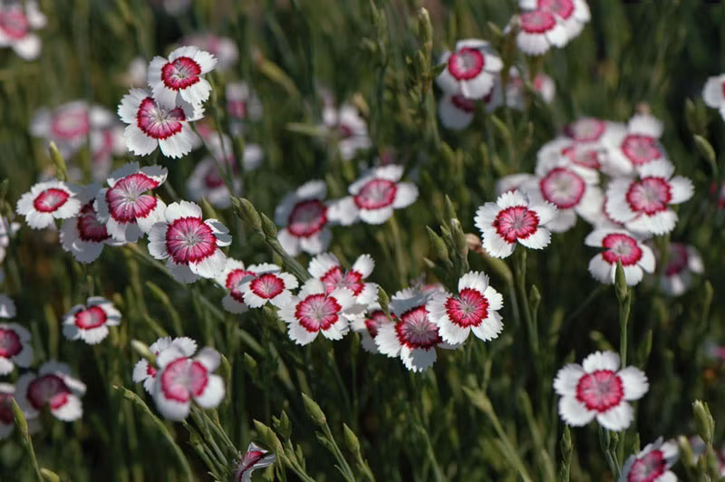 Đây là loài thực vật có hoa trong họ Cẩm chướng.