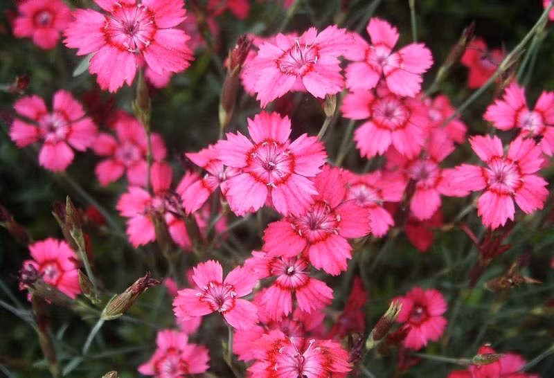 Loài này được mô tả khoa học đầu tiên năm 1753.