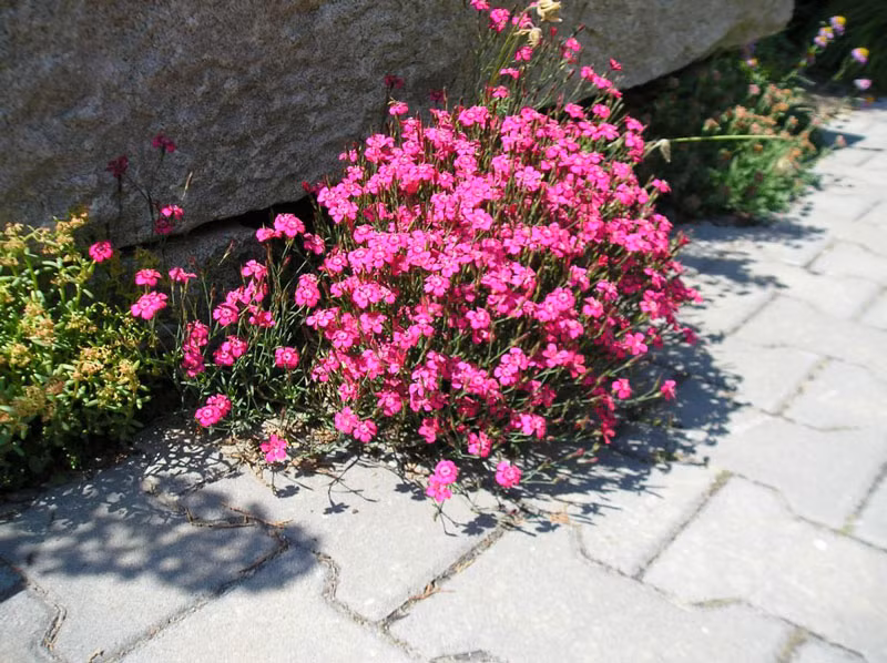 Đây là cây thân thảo lâu năm, có chiều cao trung bình khoảng 45cm.