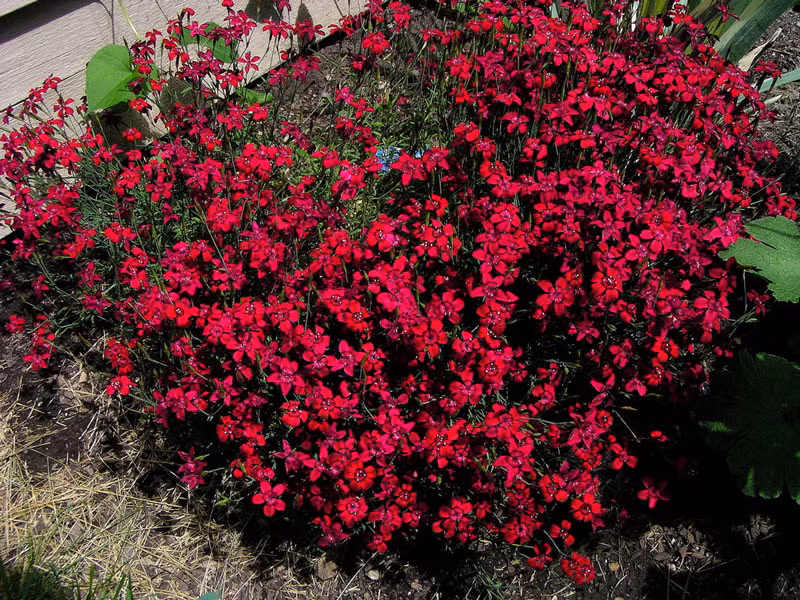 Cây ưa phát triển ở đất tơi xốp, dễ thoát nước, giữ ẩm tốt.