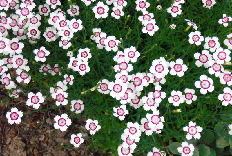 Hoa có màu sắc kha đa dạng từ trắng, hồng, đỏ, tím…