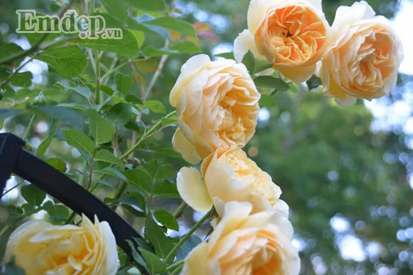Hoa hồng ngát hương thơm nơi góc nhỏ ban công.