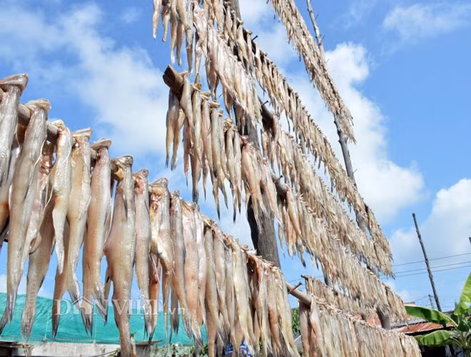 Trong đó nổi bật nhất là khô cá khoai.