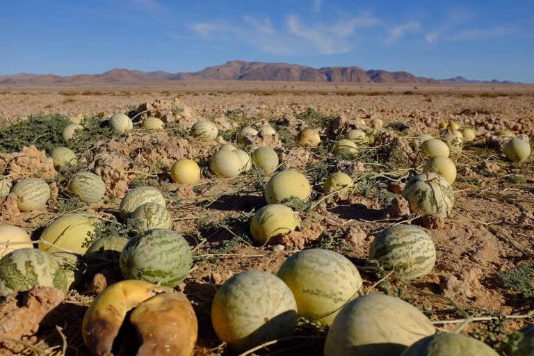 Dưa hấu ruột trắng Tsama mọc hoang là nguồn thức ăn của nhiều loài vật sống trong sa mạc Namib. . Ảnh: Maggieinafrica.