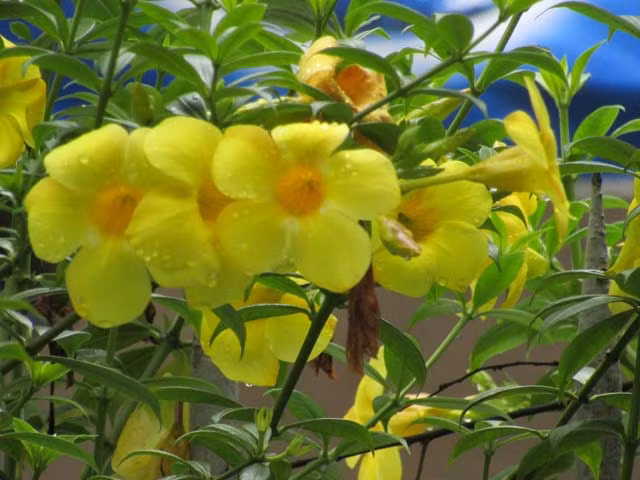 Canh bao: Hoa huynh anh dep ruc ro nhung co doc-Hinh-2