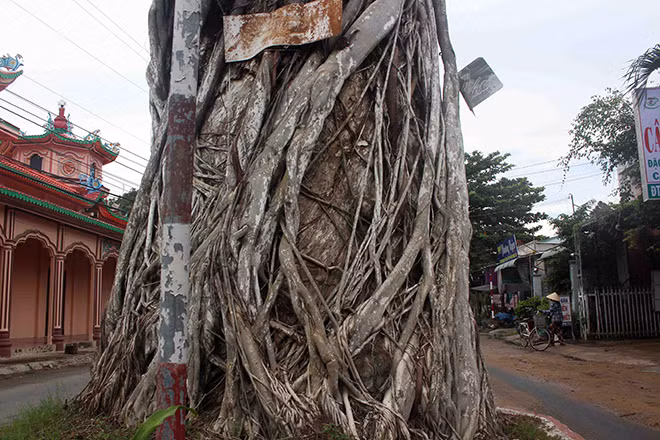 Khi cây dầu chết, cây lâm vồ và rễ bồ đề ôm quấn lấy than, khiến hình ảnh của “cụ” sống mãi trong mắt người dân Ba Chúc. Cụ Ẩn (75 tuổi, nhà kế bên chùa), bộc bạch: “Sáng thức dậy, việc đầu tiên là tôi ra xem cây cổ thụ. Thân cây gợi cho tôi nhớ nhiều kỷ niệm. Cây dầu như người bạn thân thiết của tôi từ thuở ấu thơ. Tuy “cụ” đã chết, nhưng chúng tôi vẫn xem thân cây như linh hồn của thị trấn Ba Chúc…”.