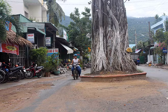 Khách phương xa giảm tốc độ để quan sát, đi chậm rãi khi đi qua cây cổ thụ này.