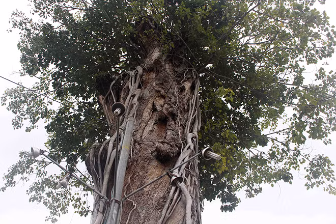 Vào mùa mưa bão, chính quyền địa phương đã tỉa cành, chặt gọn nhánh để đảm bảo an toàn cho mọi người. Người dân địa phương xem cây cổ thụ này là báu vật, bởi “cụ” dầu đã từng chứng kiến những thăng trầm lịch sử của vùng đất Ba Chúc. Đây cũng là nơi Đức Bổn Sư Ngô Lợi khai sáng đạo Tứ Ân Hiếu Nghĩa, tập hợp nghĩa sĩ chống Pháp. Trong chiến tranh biên giới Tây Nam, hơn một nửa dân số Ba Chúc bị quân Polpot thảm sát, để lại nỗi đau, nỗi căm hờn cho nhiều thế hệ người dân trước tội ác của quân diệt chủng.