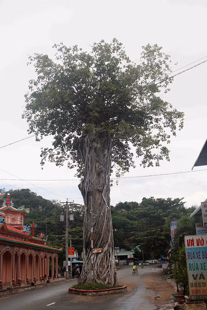 Giữa lòng đường thị trấn Ba Chúc (Tri Tôn, An Giang) có một cây dầu cổ thụ cao khoảng 20m, tán lá rộng hơn 15m đứng sừng sững.