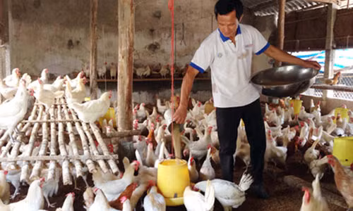 Lao nong chi can ngui mui la biet ong, ga mac benh gi