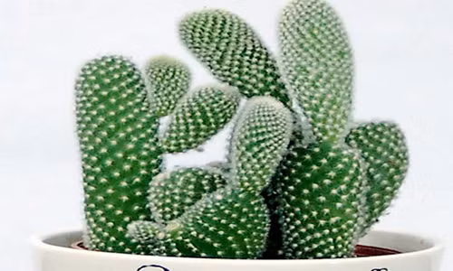 Khong trong cay nay chac chan ban se hoi han ca doi