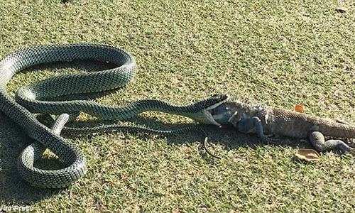 Ran vat lon nuot ki da to gap nhieu lan co the