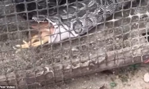 "Hối lỗi" trăn khủng "trả lại" 2 con gà nuốt vào bụng "Hoi loi" tran khung "tra lai" 2 con ga nuot vao bung