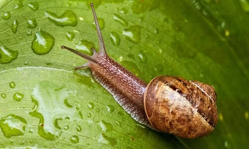 Diet tru oc sen trong vuon chi bang... nuoc Coca