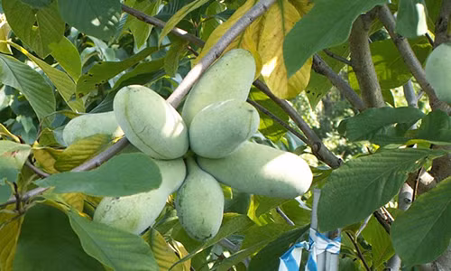 10 nam ung thu gan van song khoe: "Than duoc" du du My