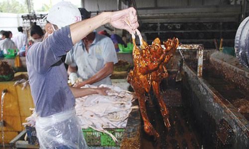 Những con vịt được nhúng vào dung dịch màu nâu đen. Ảnh: Nhật Huy.