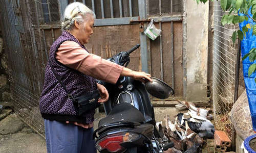 Bà Nguyễn Thị Huyền cho biết, bà coi việc chăm sóc đàn chim là thú vui lúc tuổi già. Ảnh: Minh Anh