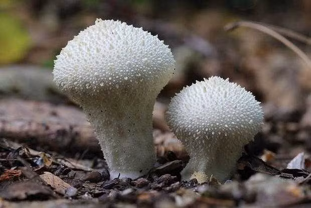 5. Nấm trứng Nấm trứng Lycoperdon perlatum là một loài nấm trứng thuộc chi Lycoperdon. Khi còn trẻ, 'em' ý có màu trắng như sứ và được bao phủ bởi vô số gai nhỏ. Lúc lớn, các gai tiêu dần hết chỉ để lại sẹo trên thân và màu sắc trở nên sậm hơn, đôi khi có màu nâu.