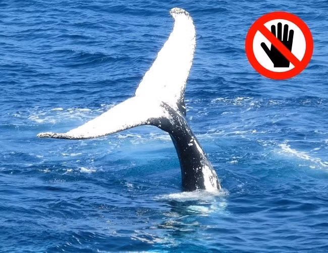Bạn không thể chạm vào cá voi ở Vương quốc Anh Đây là một trong những luật kỳ lạ ở Vương quốc Anh. Tất cả cá voi, cá heo và động vật có vú khác trong bán kính 4828m được coi là tài sản của Nữ hoàng, Vì vậy bạn bị cấm chạm vào chúng.